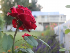 Garden Rose.jpg