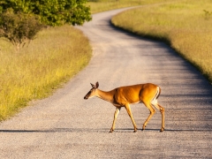shutterstock_105127562